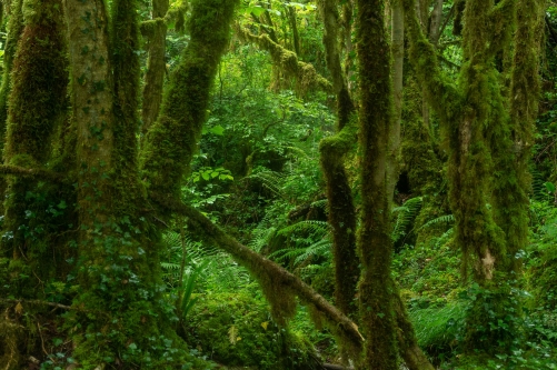 Frédéric Demeuse - WALD Photography